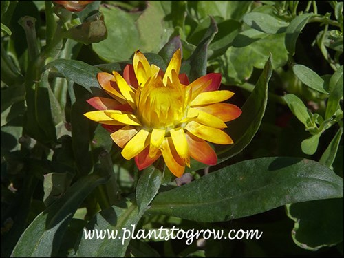 A nice two toned flower.